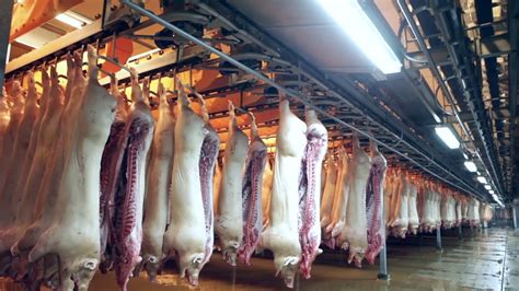 how are pigs slaughtered in factory farms